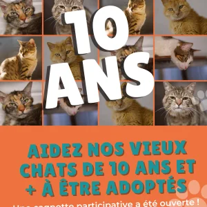 Cagnotte mensuelle pour aider les vieux chats