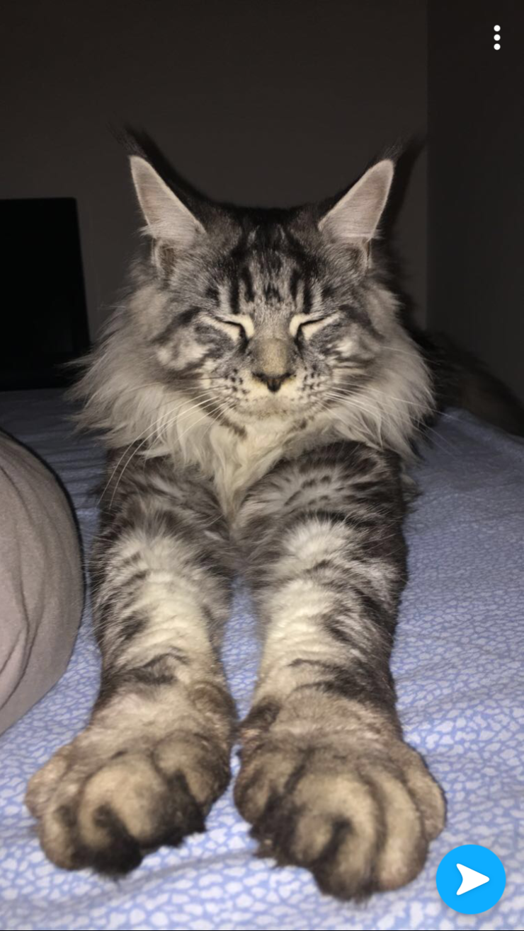 silver blue maine coon