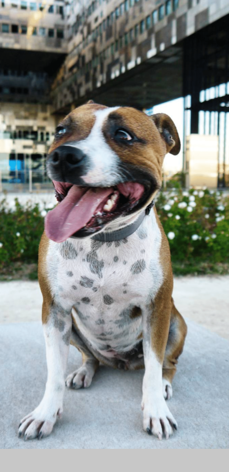 perdu chien femelle staffie identifie le 31/10/19 a