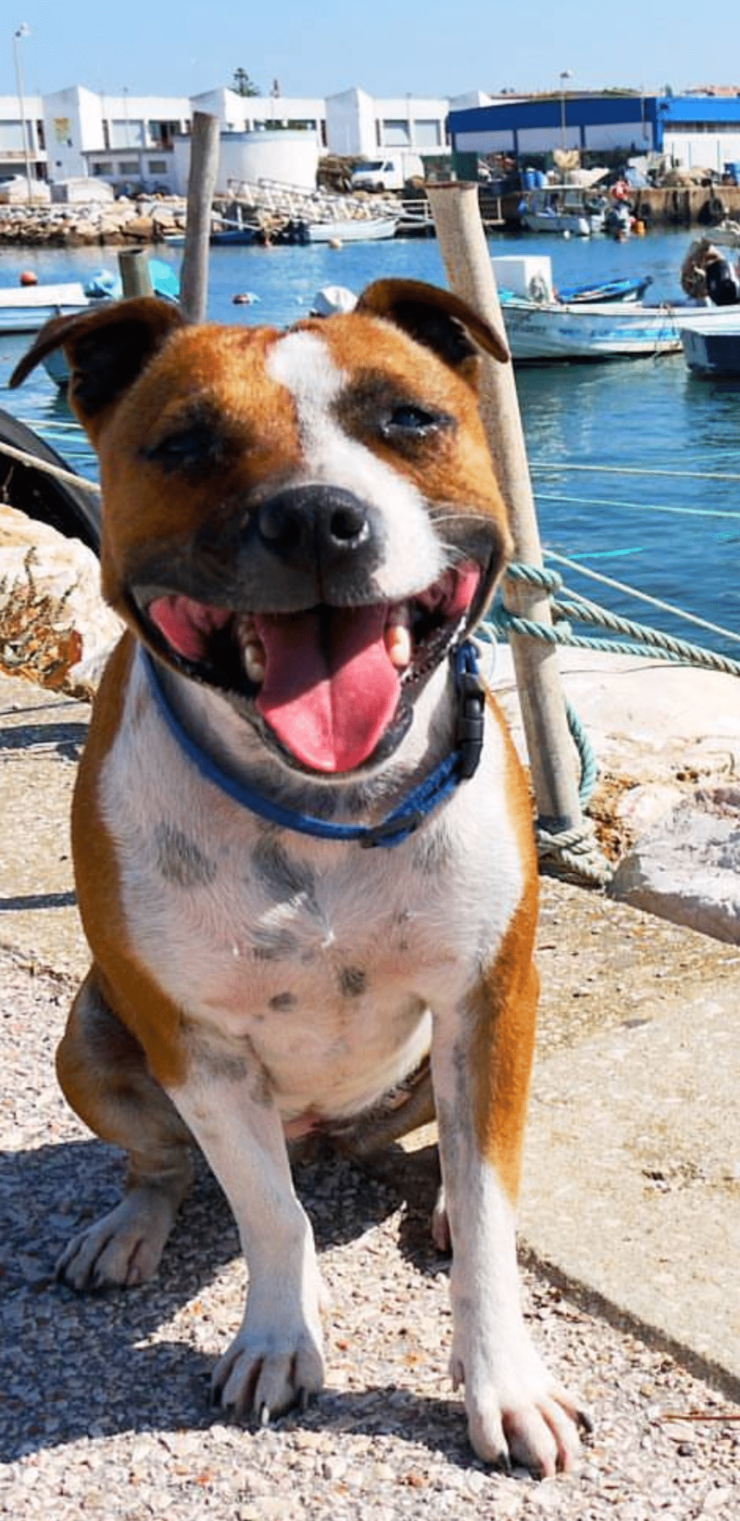 perdu chien femelle staffie identifie le 31/10/19 a