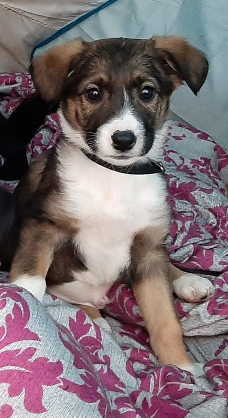 Chien De Petite Taille à Adopter Gratuitement Près De Pithiviers