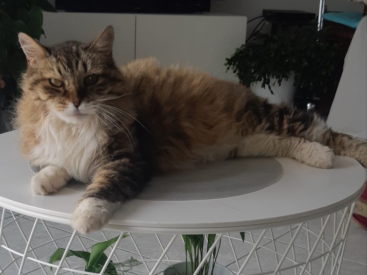 Race De Tigre Qui Ne Sait Pas Nager