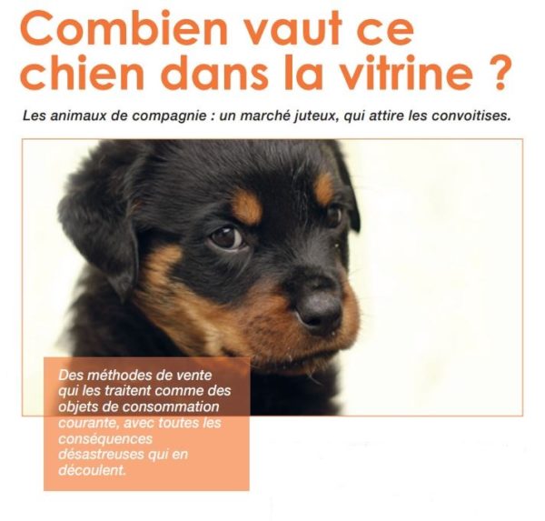 SPA Montpellier Combien vaut ce chien dans la vitrine