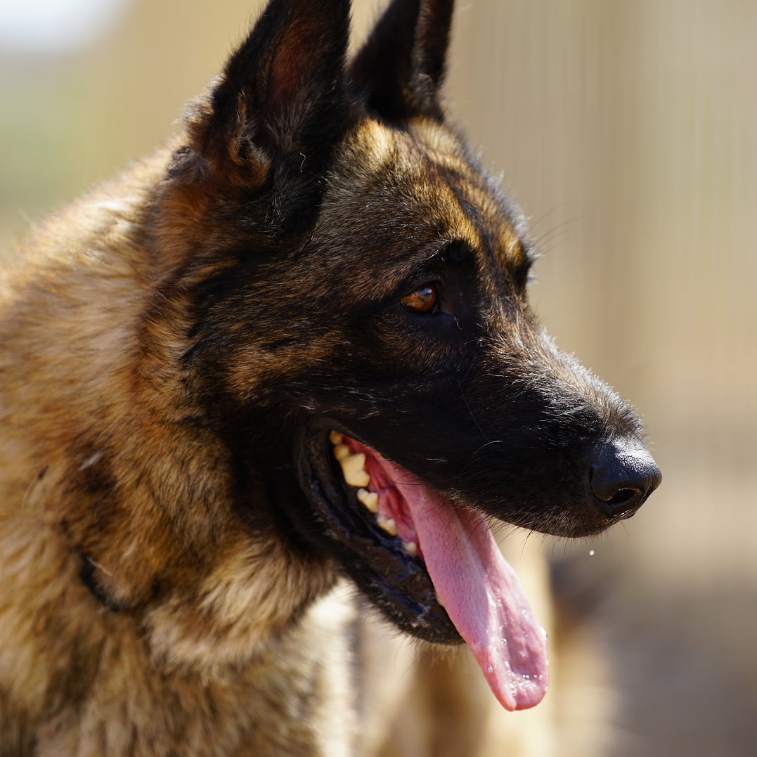 SPA-MONTPELLIER-MM-CHIEN