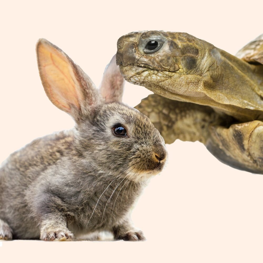 animaux-divers-perdus-trouves animaux-divers-perdus-trouves-1