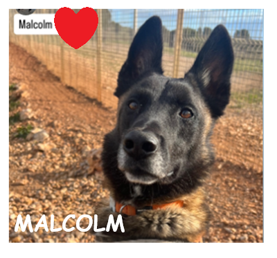 dog-walker-18 malcolm port