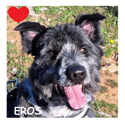 dog-walker-18 eros8