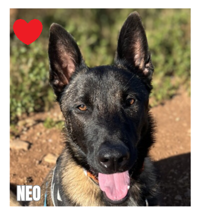 dog-walker-18 neo94750