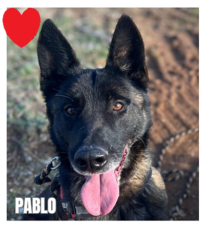 dog-walker-18 pablo-port-Copie