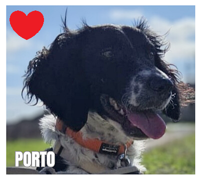 dog-walker-18 porto95231 port