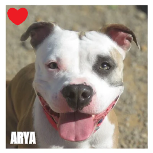 ARYA 95682