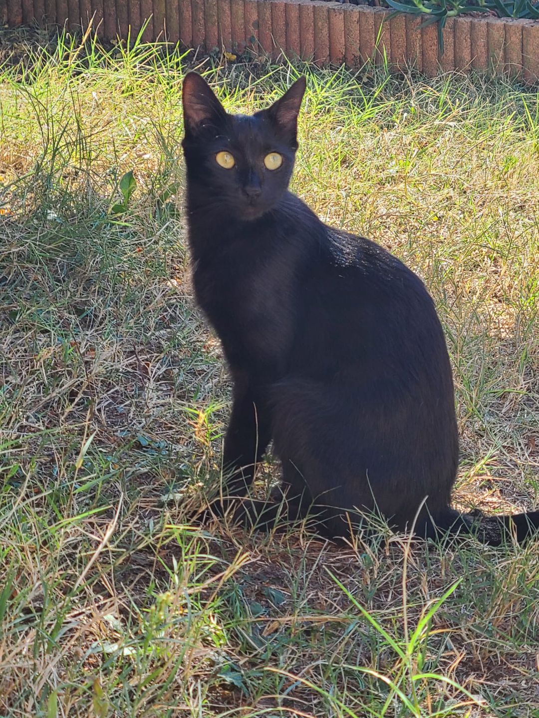 chatte-noire-2025-10-05-001-1.jpg chatte-noire-2025-10-05-001-1.jpg