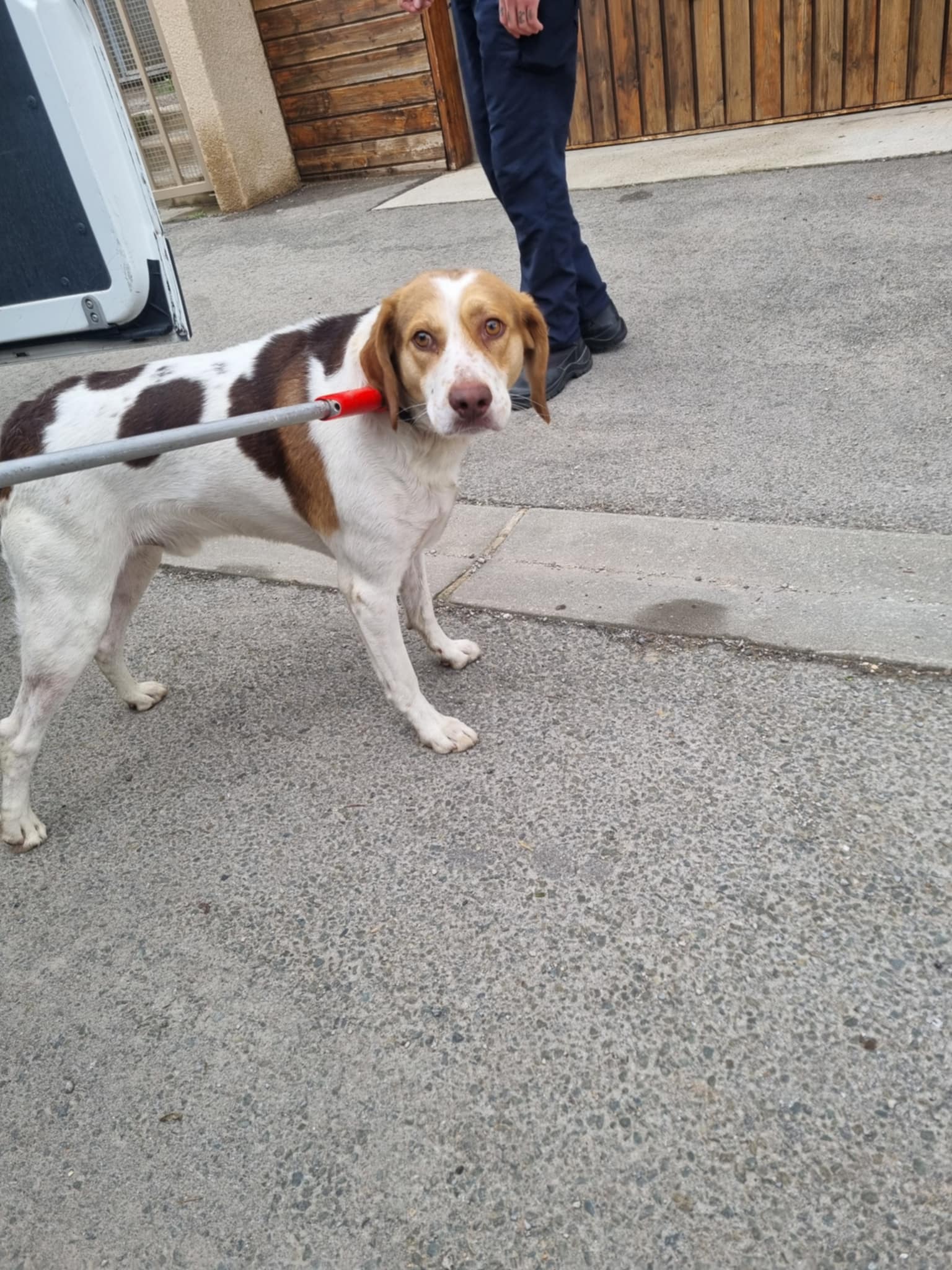dog-breeder_52 547976