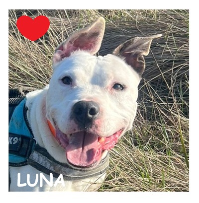 dog-walker-18 luna95861