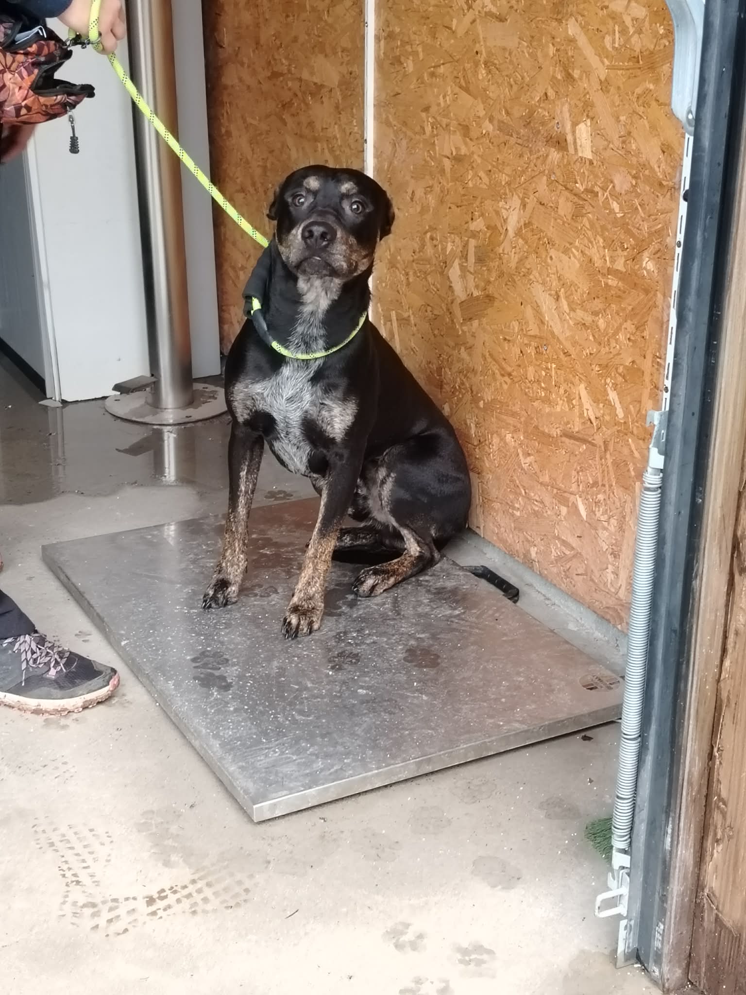 dog-breeder_52 548077