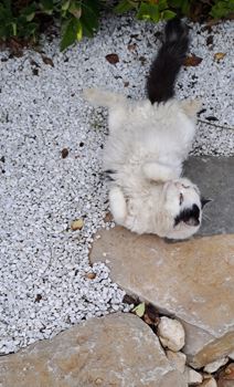 CHAT-TROUVE-1.jpg CHAT-TROUVE-1.jpg