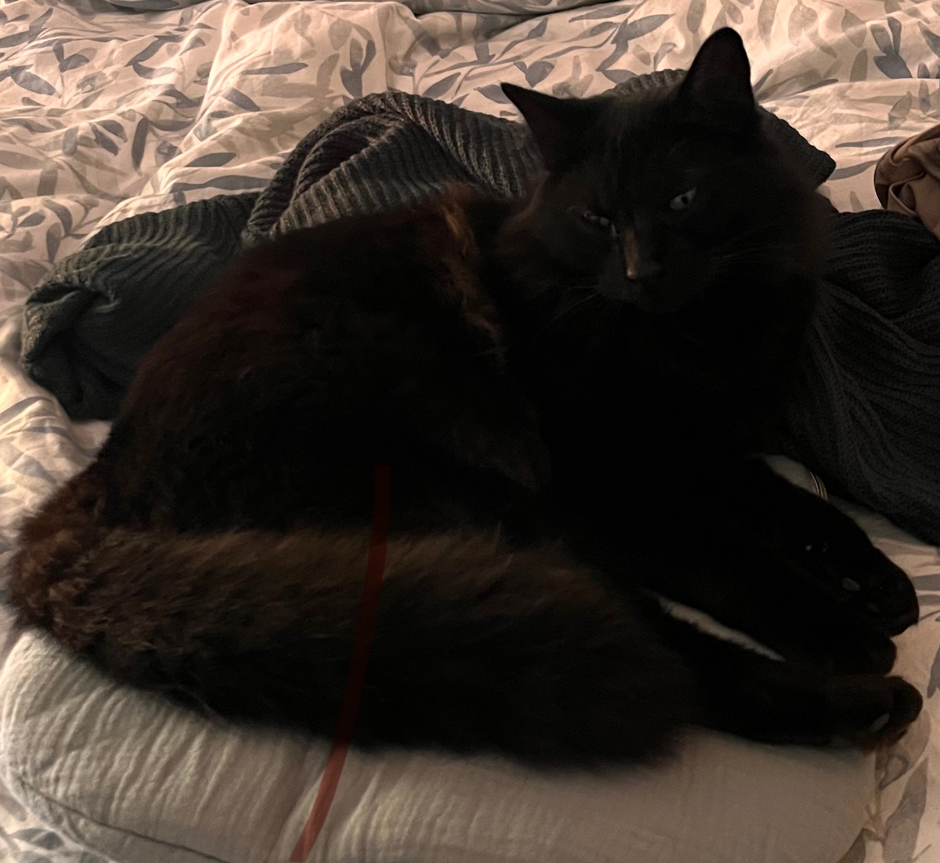 IMG_1881-1.jpeg
