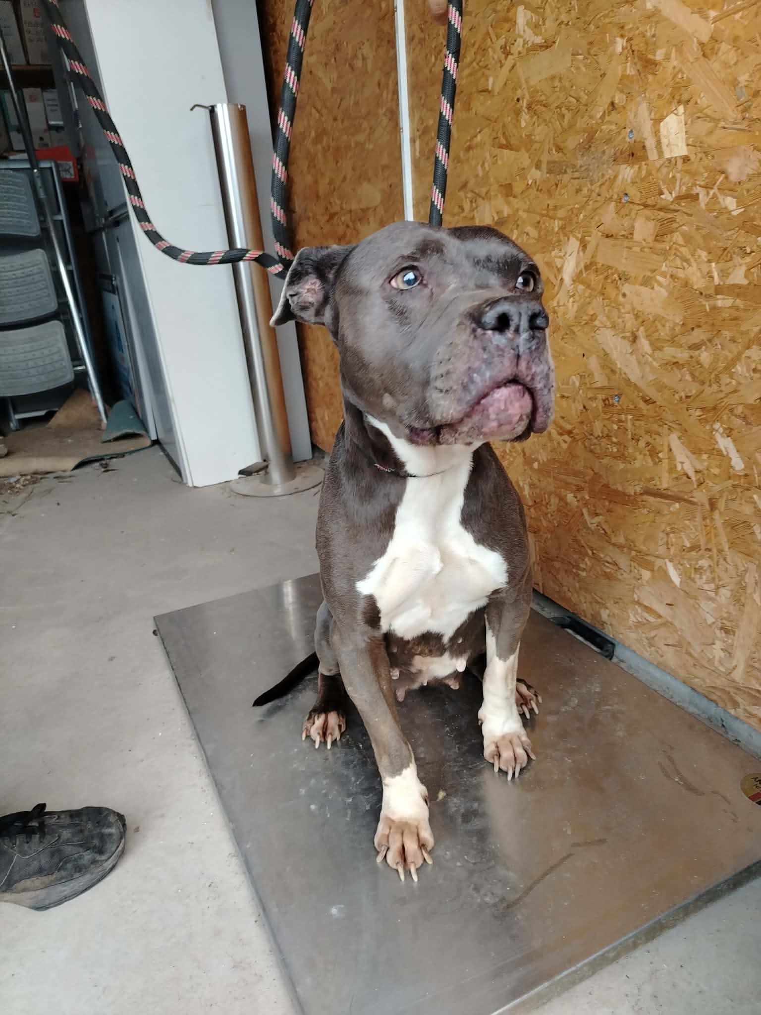 dog-breeder_52 548180