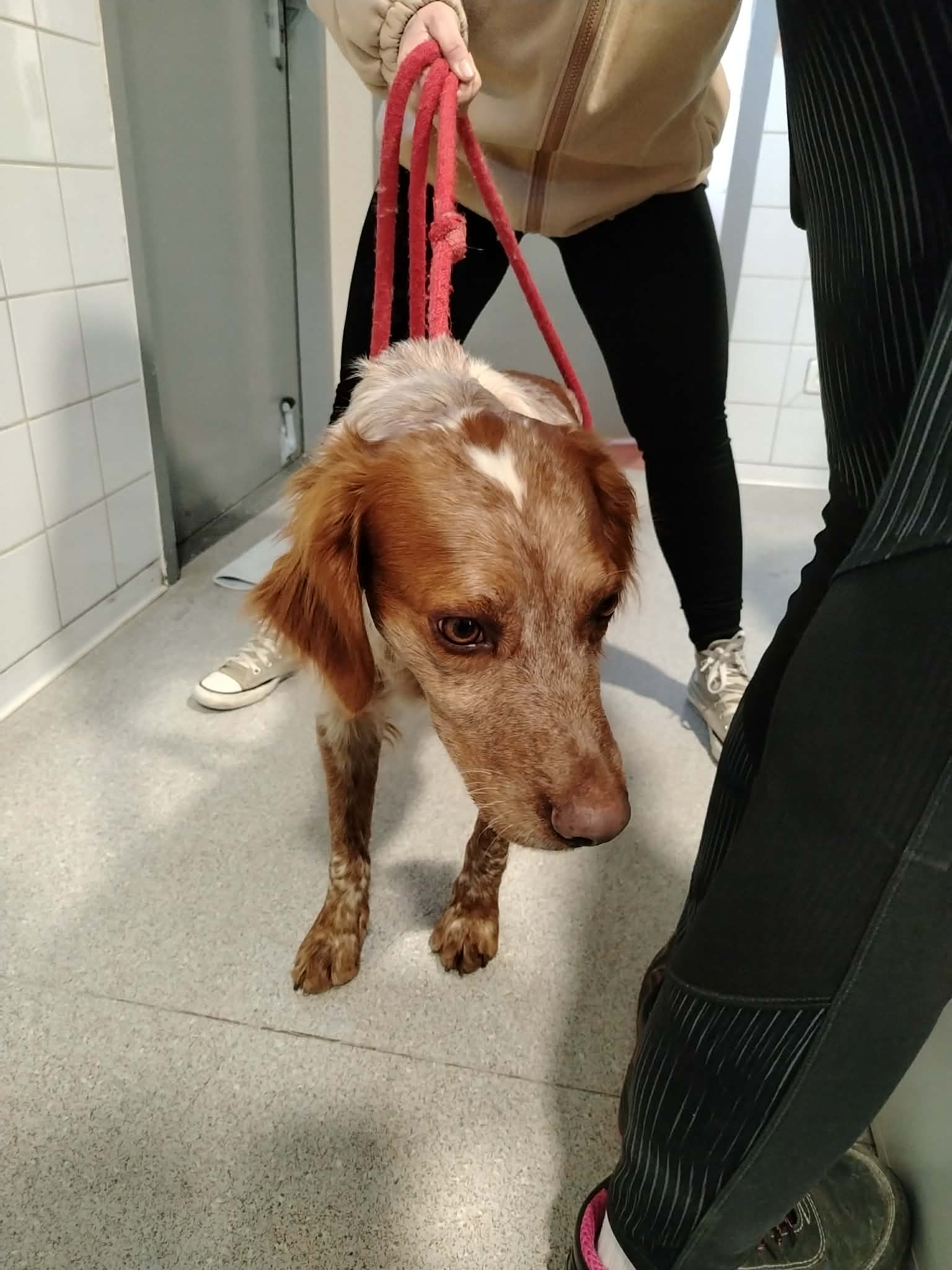 dog-breeder_52 548190
