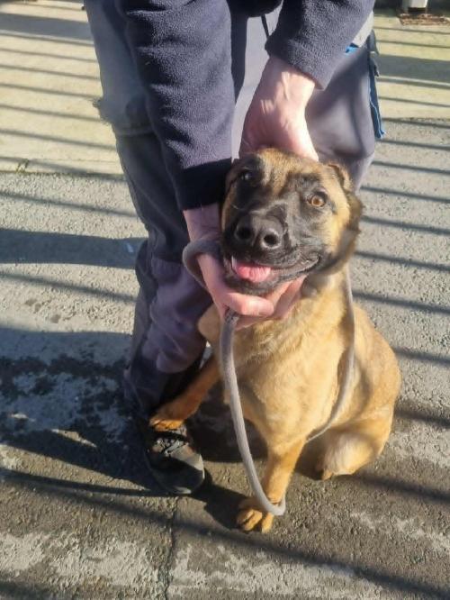 dog-breeder_52 548198