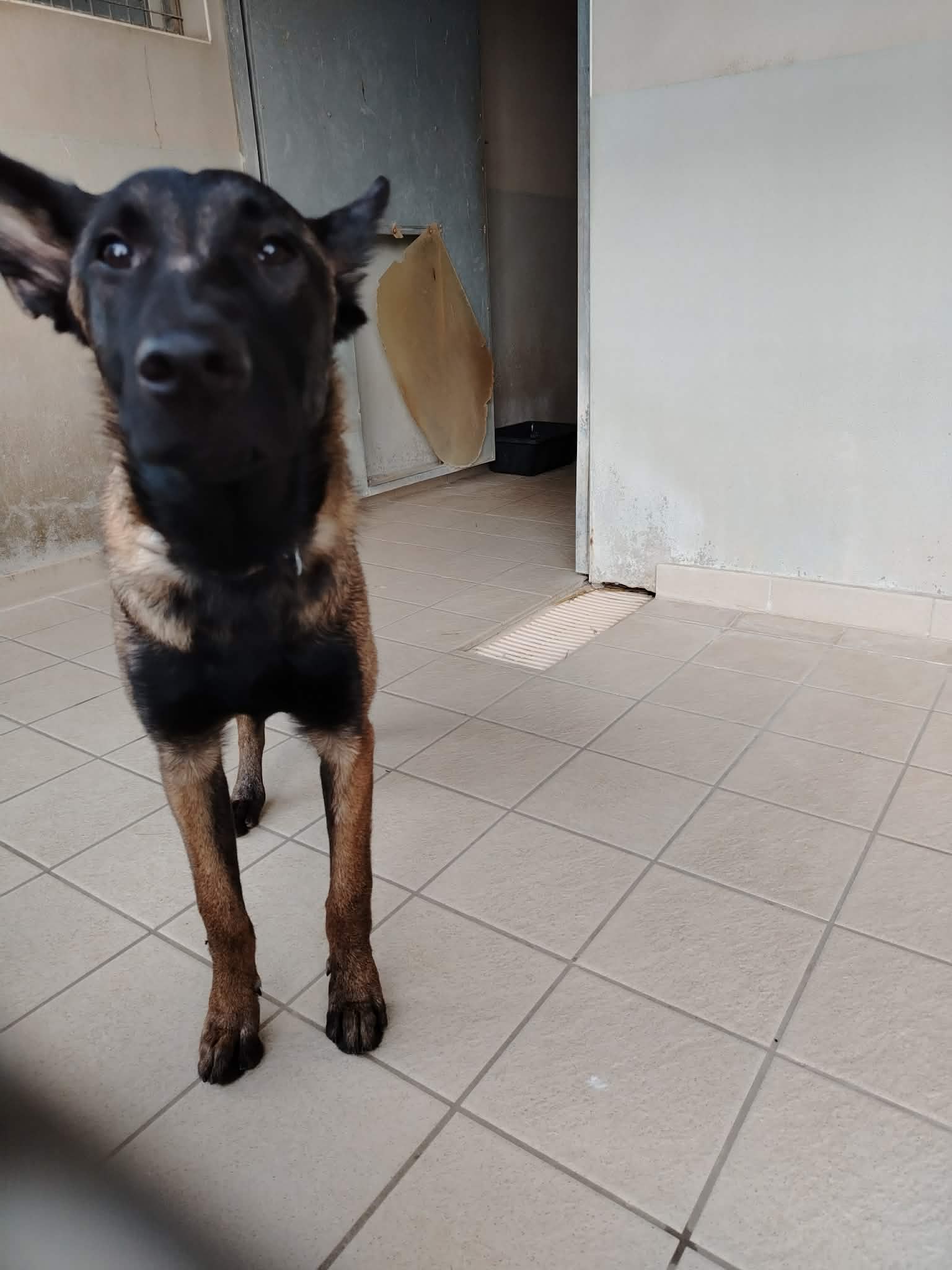 dog-breeder_52 548202