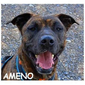 AMENO 96501