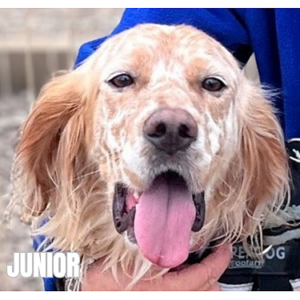 JUNIOR 96242 - 10€