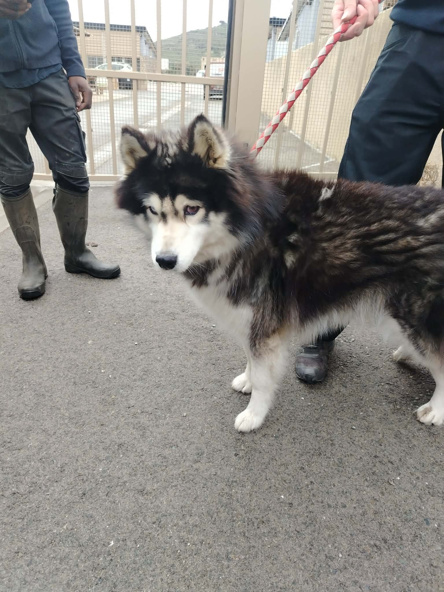dog-breeder_52 548241