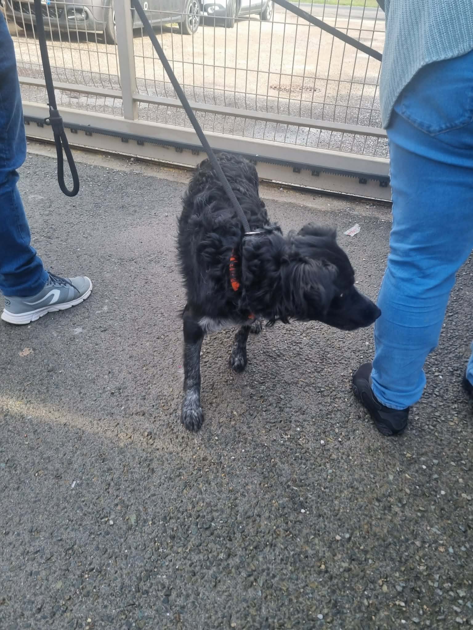 dog-breeder_52 548256