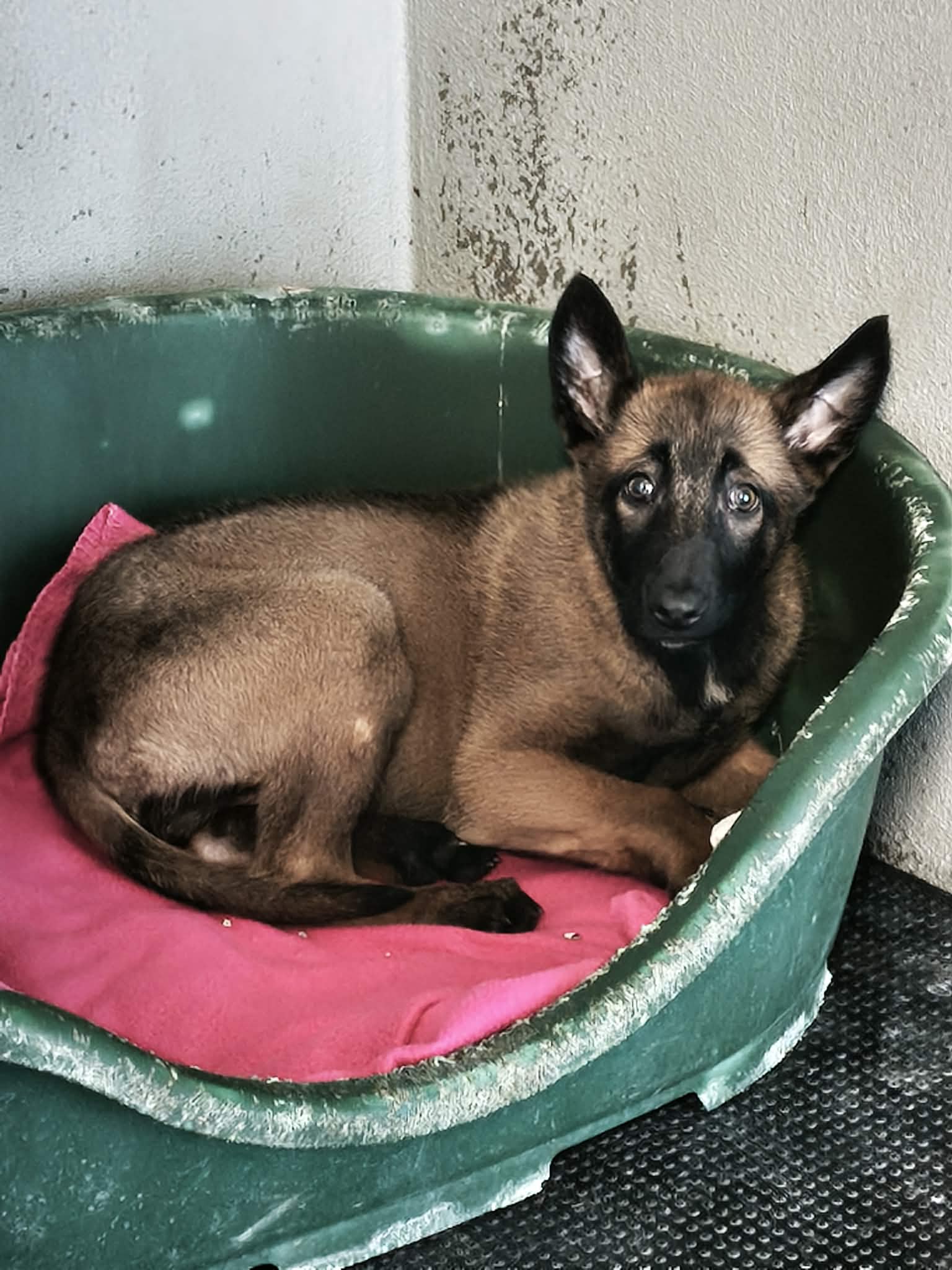dog-breeder_52 548293