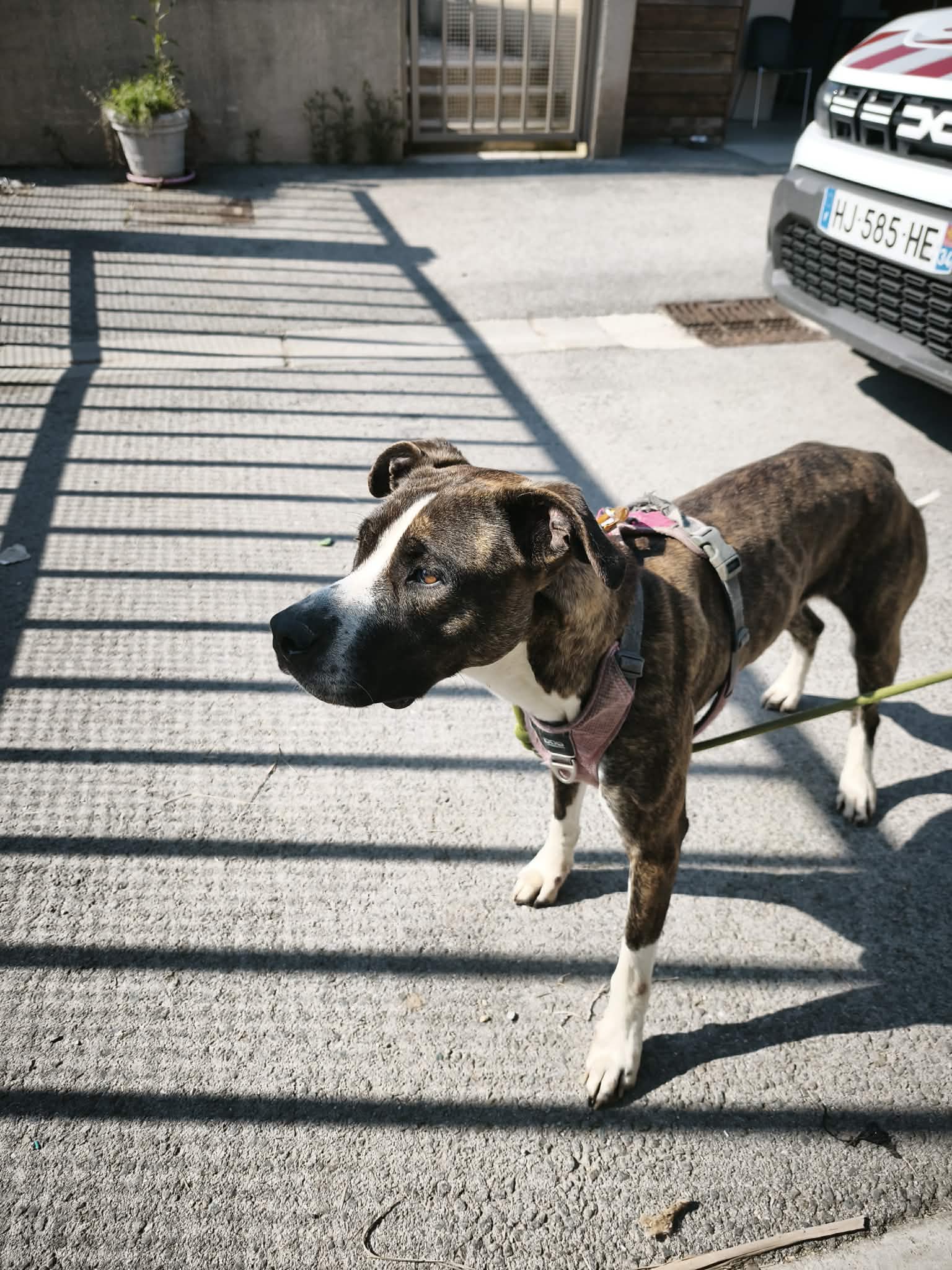 dog-breeder_52 548298