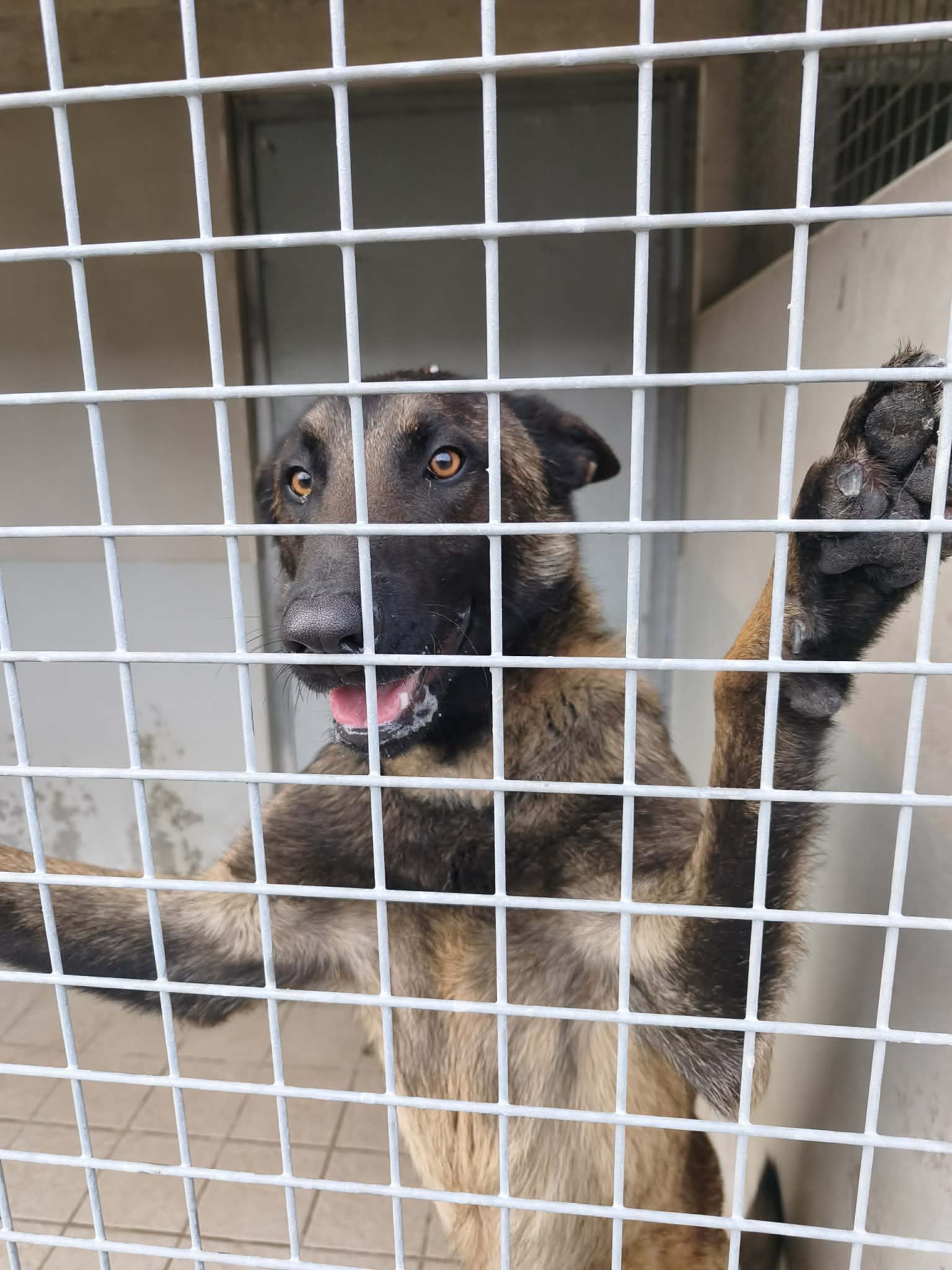 dog-breeder_52 548301