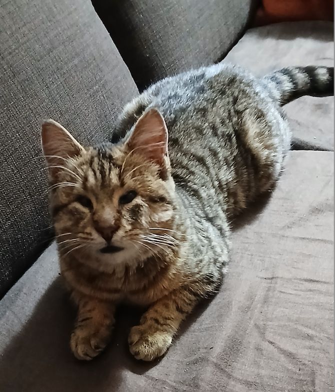 Chat-trouve-Chamberte-1-1.png