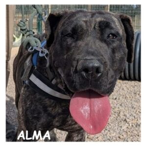 ALMA 96283