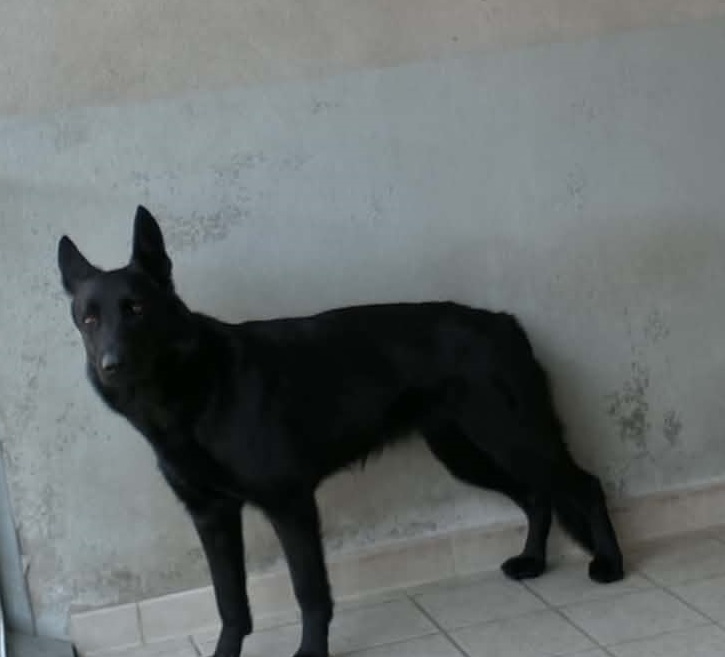 dog-breeder_52 548347
