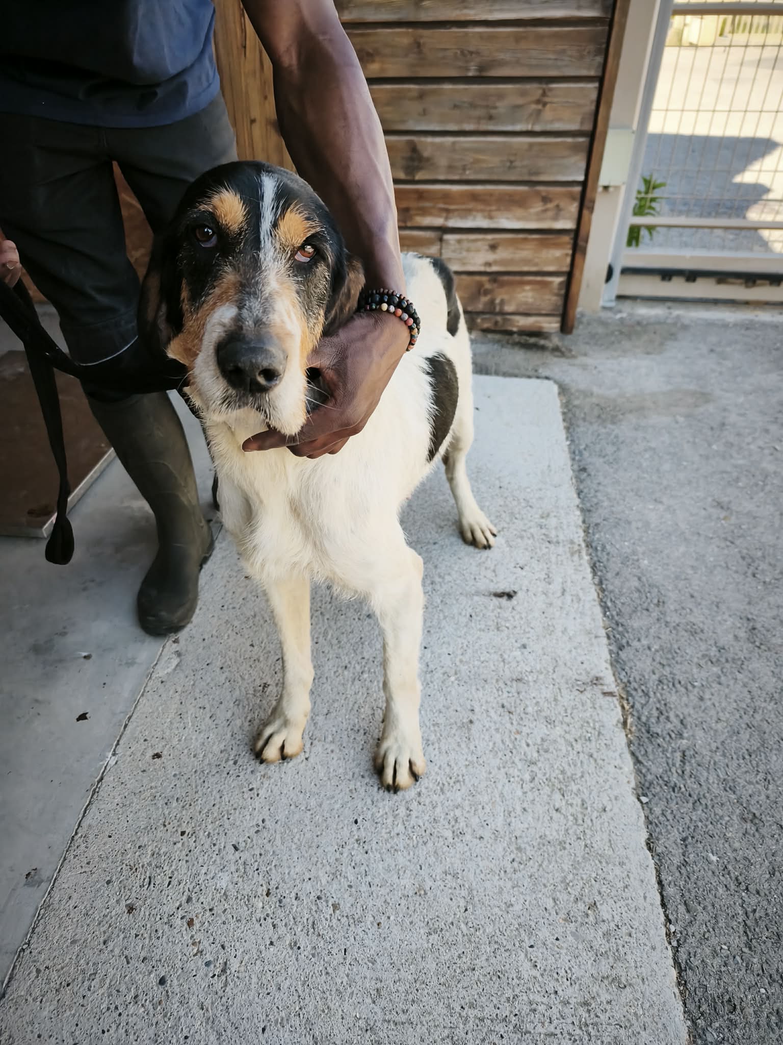 dog-breeder_52 548349