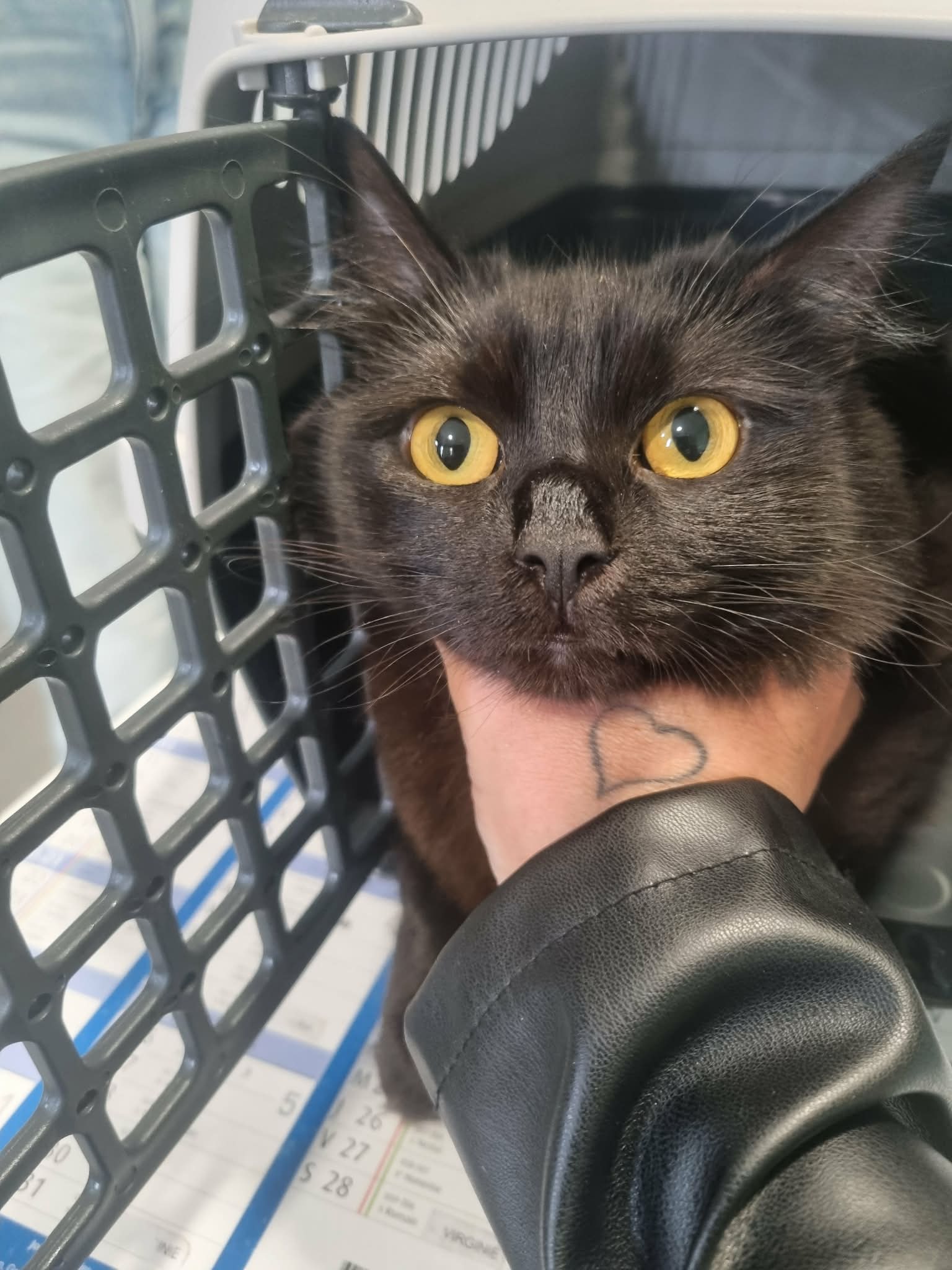 dog-breeder_52 548359