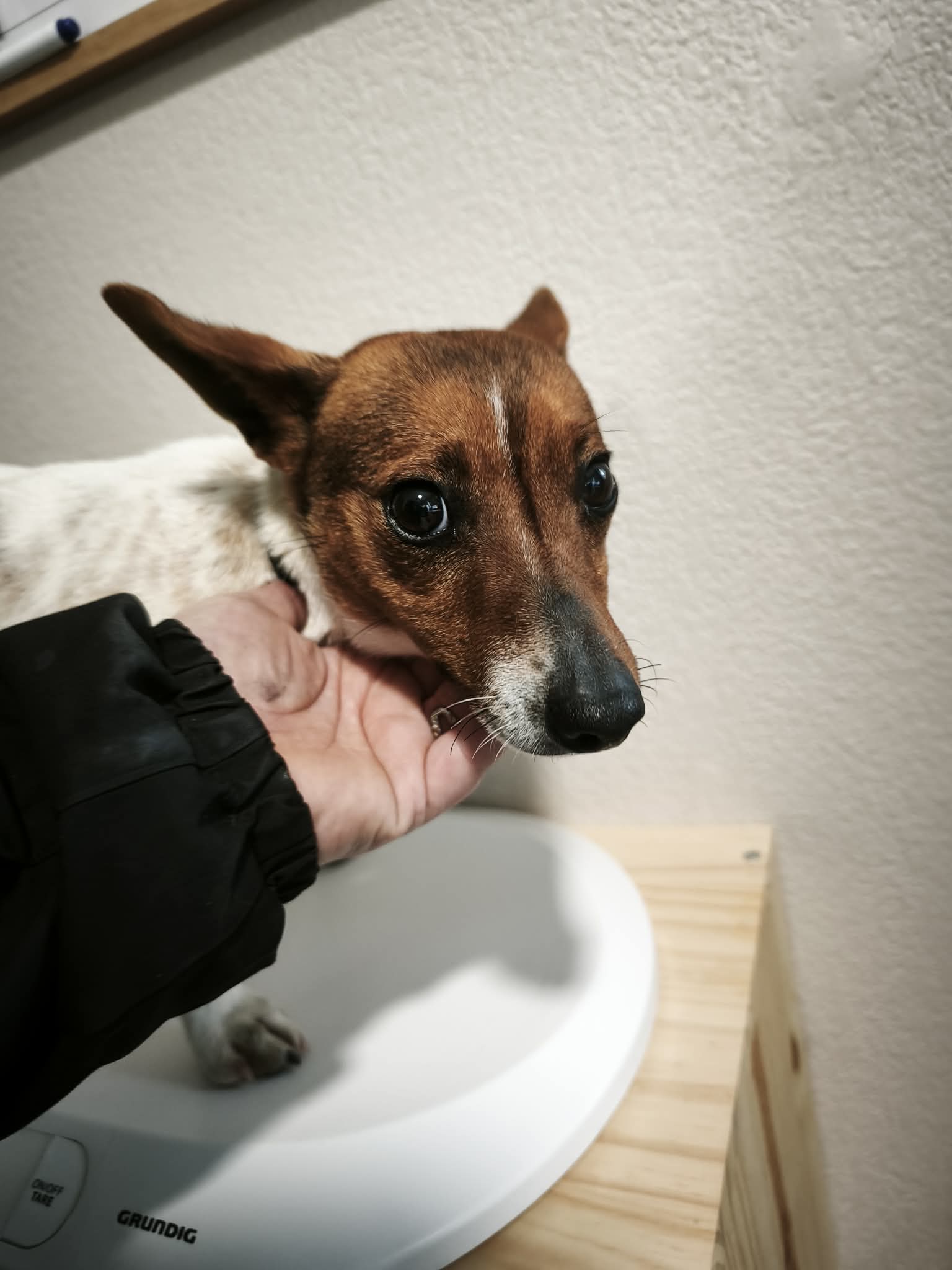 dog-breeder_52 548366