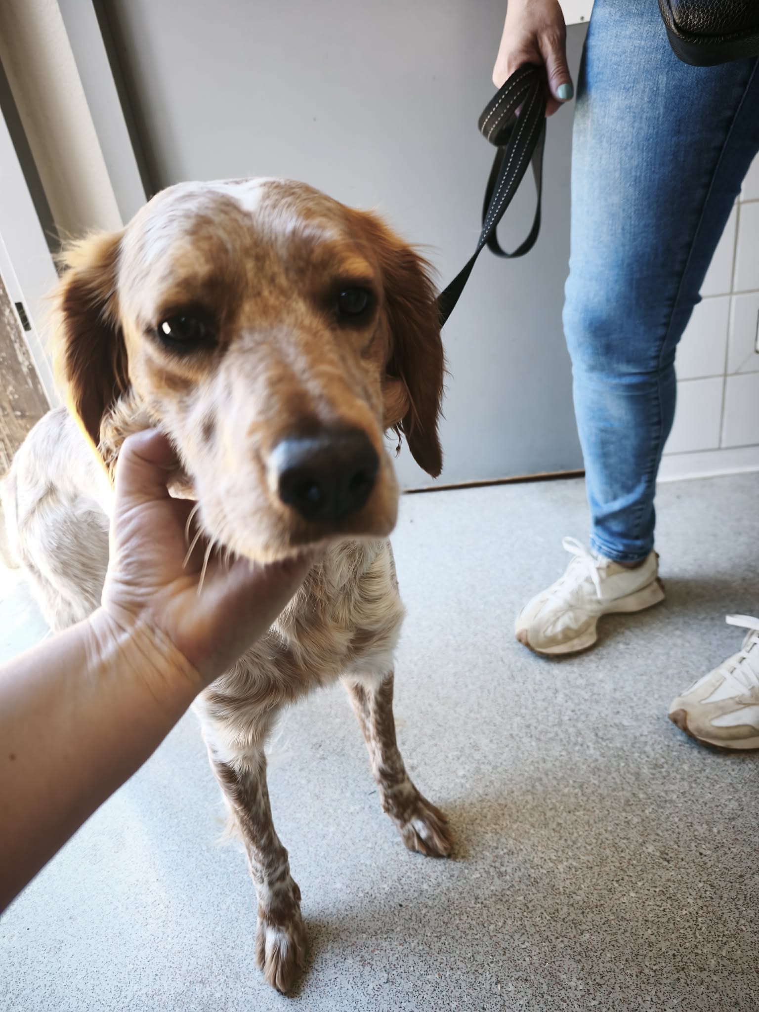 dog-breeder_52 548373
