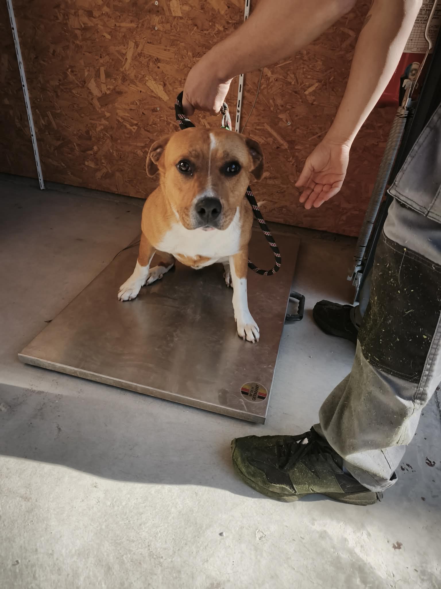 dog-breeder_52 548375