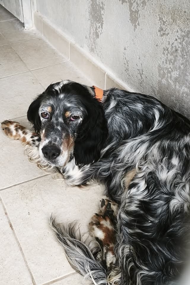 dog-breeder_52 548394