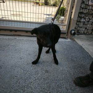 NERA 5