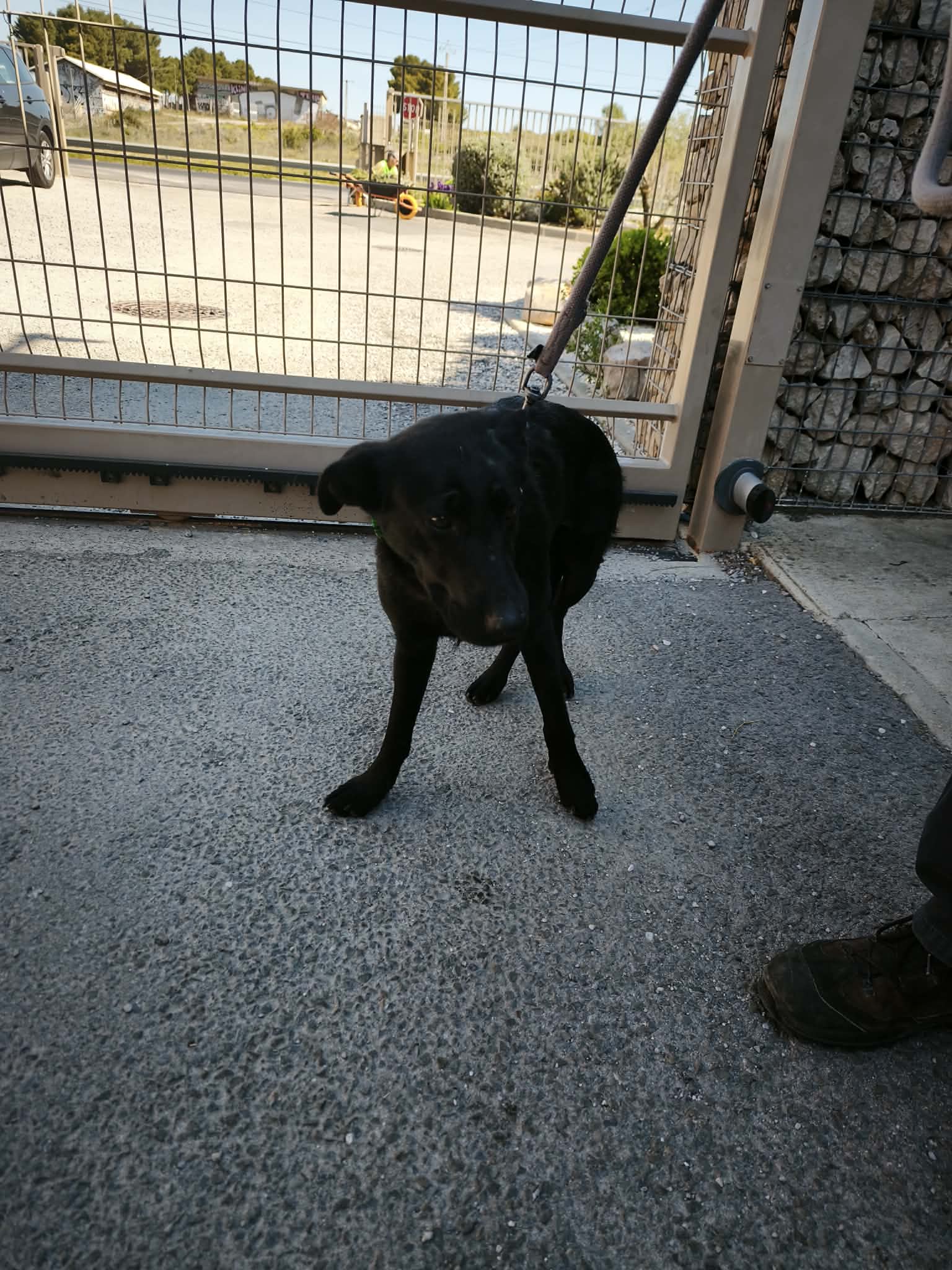 dog-breeder_52 NERA 5
