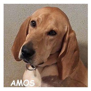 AMOS 96274