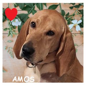 AMOS 96274