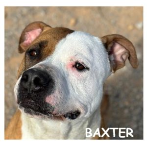 BAXTER 96553