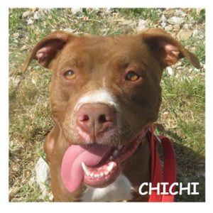 CHICHI 96383