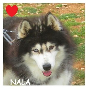 NALA 96387