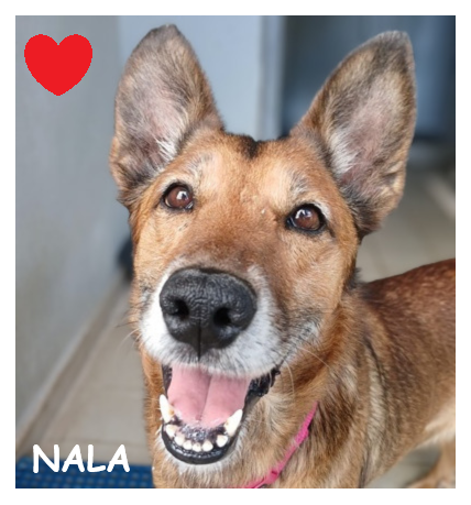 dog-walker-18 nala96408 cdc