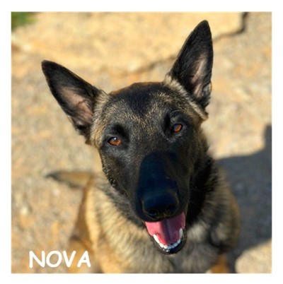 dog-walker-18 nova96404